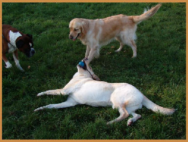 Asilo del cane