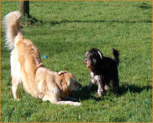 L'importanza dell'educazione del cane