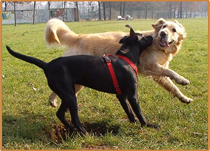 L'importanza dell'educazione del cane