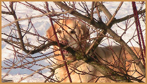 Perch educare un cane
