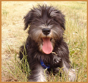 Puppy class - Corso cuccioli
